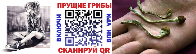 Псилоцибиновые грибы MAGIC MUSHROOMS  хочу наркоту  Королёв 